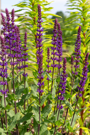 Salvia nemorosa Caradonna with dark stems and vivid purple flowers in summer garden, perennial ornamental plant in bloom, vertical structure, drought-tolerant choice, landscape flower for pollinatorsの写真素材