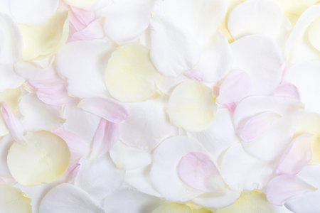 Soft white rose petals background, pastel texture for romantic branding, summer wedding design, natural cosmetics, spa and wellness packaging, delicate flatlay for floral digital invitationsの写真素材