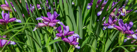 Purple Lavender Siberian iris flowers with striped petals blooming among green leaves. Wide...