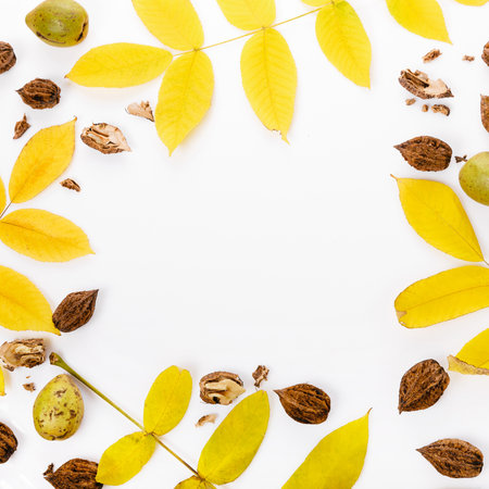Square autumn flat lay with yellow leaves and walnut shells on white background, natural seasonal frame with copy space, eco design for social media, fall food templateの写真素材