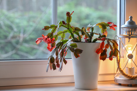 Blooming Christmas cactus in white pot on window sill with soft lantern light, cozy winter home atmosphere, green eco lifestyle, seasonal holiday mood including Advent, Christmas Eve, Yule, New Year, blurred window background creating warm natural interior sceneの写真素材