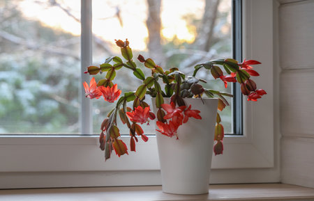 Blooming red Christmas cactus in white pot on window sill, winter sunset light, cozy home interior mood, seasonal holiday decor, hygge atmosphere, festive plant silhouette for design and lifestyle contentの写真素材