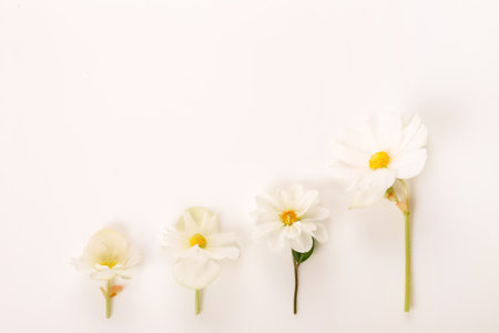 White flowers arranged in gentle size progression on soft white background, minimal floral layout for branding, greeting cards, wellness visuals, elegant design projects, spring and summer creative themesの写真素材
