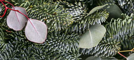 Panoramic evergreen texture with fir branches and eucalyptus leaves creating rich botanical...