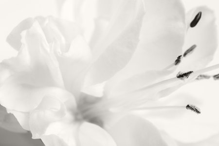 Soft Cloud Dancer floral macro background, gentle white petals, elegant high-key texture, natural beauty, wedding style backdrop, romantic design, clean aesthetics, versatile decorative imageの写真素材