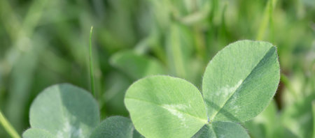 Soft green clover botanical banner background in natural garden light, calm eco lifestyle texture
