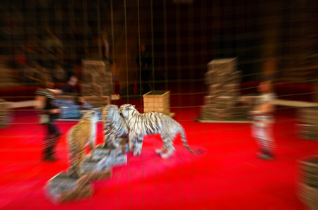 Abstract blurred image of circus performance. Man and woman with trained white tigers in defocus, backgroundの写真素材