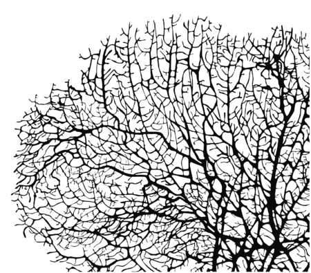 vector illustration of coral silhouette on white backgroundのイラスト素材