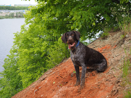 A dog is a nature hunter by the river.