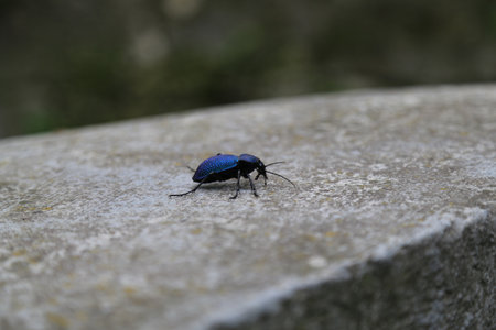 Beetle. Insects in nature. Its a macro- Color image.の写真素材