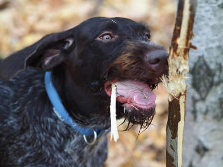 A breeding dog gnaws at a tree in the forest.の写真素材