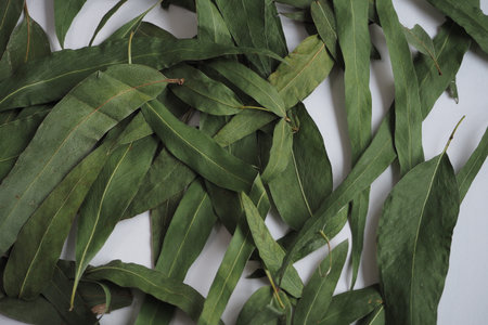 Dried eucalyptus leaves on a white background.