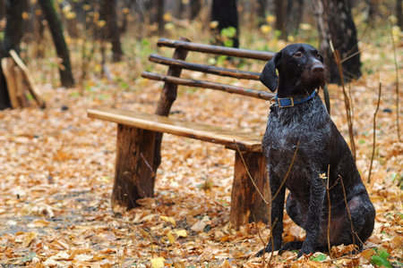 Breedy dog waits for owner near a bench in the autumn forestの写真素材