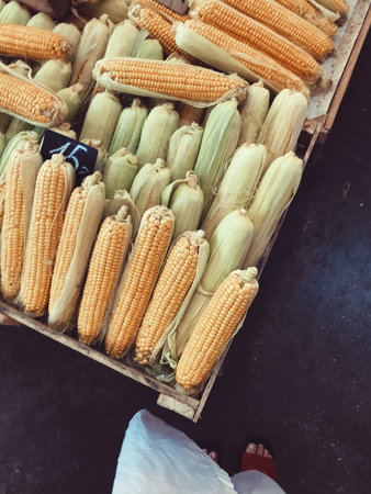 Agriculture. Ripe corn in boxes.