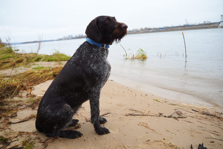 Hunting dog of the German breed Drathaar on the shore of the reservoir.