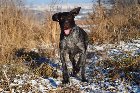 A working dog of the German hunting breed Drathaar on the hunt in the field.