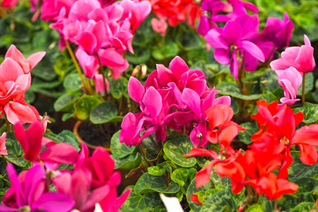 Background of fresh flowers. Houseplant. Selling flowers in the store.の写真素材