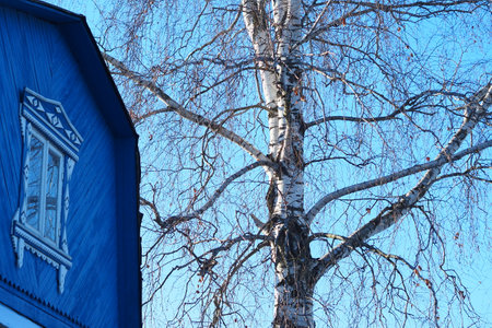 White birch in winter near a wooden house against the blue sky.の写真素材
