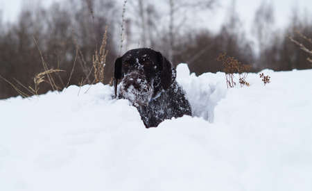 Hunting dog, German wire-haired in winter in a snow-covered field. High quality photoの写真素材