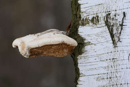 The chaga mushroom is large on the trunk of the tree. The texture of the birch trunk. Close-up. High quality photoの写真素材