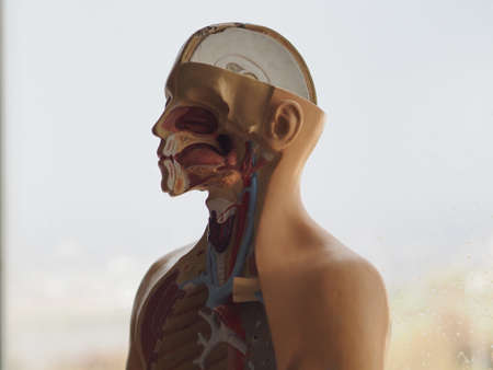 Educational, three-dimensional model of the internal structure of the human body. Human anatomy. Internal organs.の写真素材