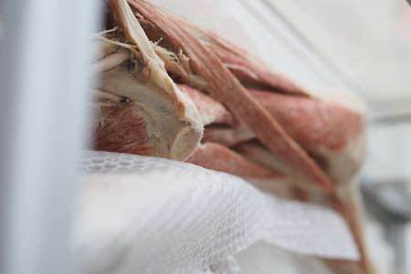 Human muscles, bones. Human anatomy. The internal structure of the human body. Dissected muscles, human bones. Medical and biological education.の写真素材