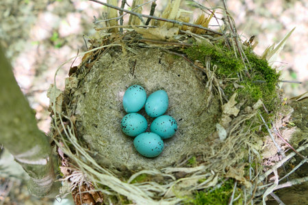 A birds nest with turquoise spotted eggs in spring in its natural habitat. Birds  nests with eggs in...