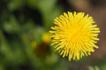 Yellow dandelion, macrophotography in isolation on a blurr background. High quality photo