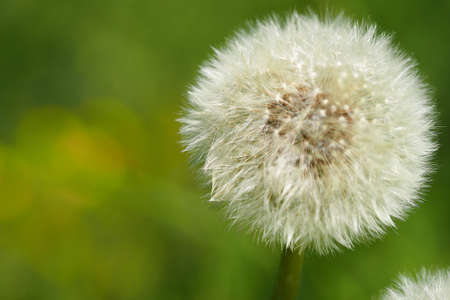 Dandelion is a white fluffy flower macrophotography in wildlife. High quality photoの写真素材
