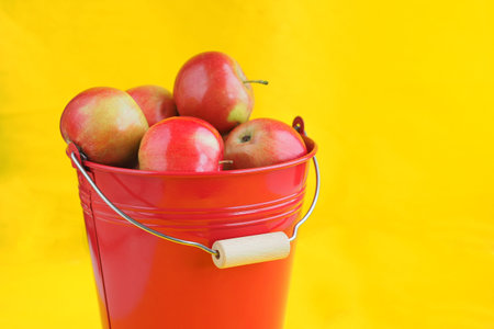 Apples are ripe red. Harvest apples in a red bucket on a yellow background. High quality photo