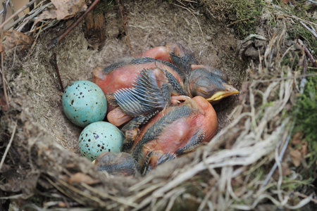 A birds nest in nature. Hatched chicks and eggs in the nest in their natural haA birds nestbitat....