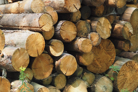 The firewood is neatly stacked. Sawmill, logs. High quality photo