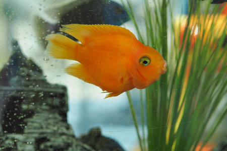 A beautiful aquarium fish swims in the aquarium. Gold fish. High quality photo