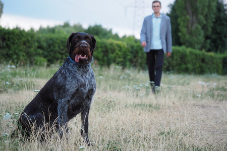 Hunting dog of German Drahthaar breed outdoors in a park or field in summer with the owner. High...