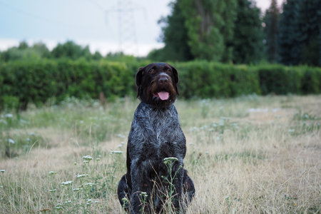 Hunting dog of German Drathaar breed in nature in summer. High quality photo