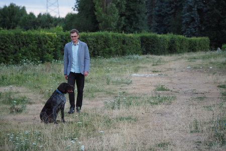 Hunting dog of German Drahthaar breed outdoors in a park or field in summer with the owner. High...