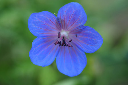 A beautiful blue flower is isolated on a green background. Macrophotography of flowers and plants....