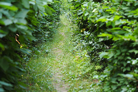 Pedestrian alley for people in the park along green trees and shrubs in the summer. High quality photoの写真素材