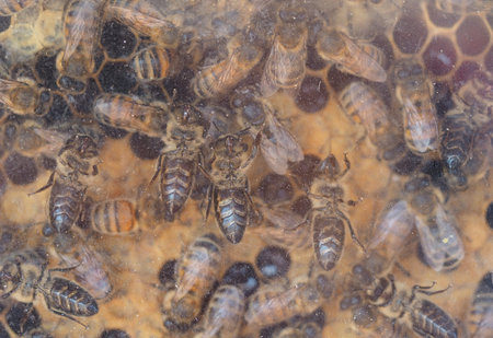 The work of bees on honeycombs in hives in the apiary. A honey-filled frame with honeycombs...