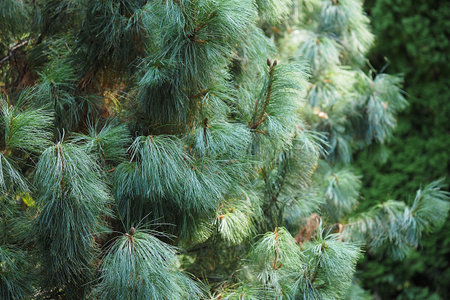 Beautiful cedar pine tree in the botanical garden in the summer. High quality photo