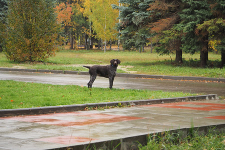 Hunting dog of German breed Drathaar in autumn outdoors in the park. High quality photo