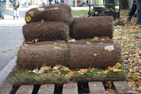 Green lawn grass in rolls on a pallet outside in the park. High quality photoの写真素材