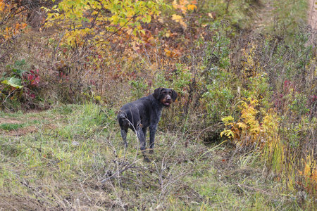Hunting dog, German breed Drathaar in the autumn in the field. High quality photo