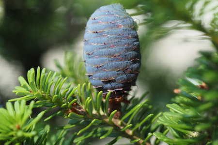 Green Christmas tree with cones. Macrophotography of wildlife. High quality photoの写真素材