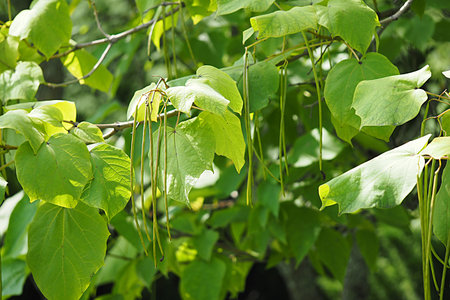 Botanical garden, rare plants and trees. High quality photo