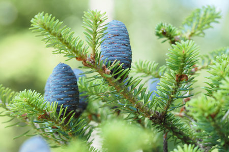 Green Christmas tree with cones. Macrophotography of wildlife. High quality photo