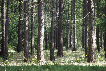 Coniferous forest in summer, sunny weather. High quality photo