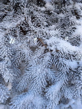 winter landscape. A green Christmas tree, a fir tree covered with white fluffy snow on the street in...