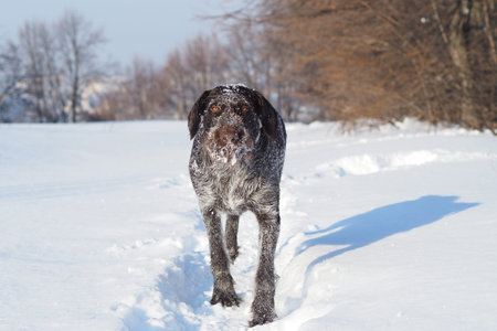Hunting dog, German Drathaar in winter in the field. Winter hunting. . High quality photo