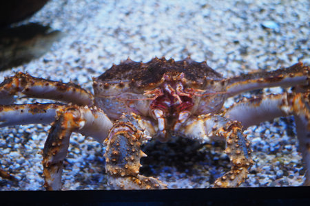 Kamchatka crab in the aquarium. close-up. high quality photoの写真素材